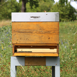 Unser Bienenjahr 2022 geht zu Ende – wir schauen zurück