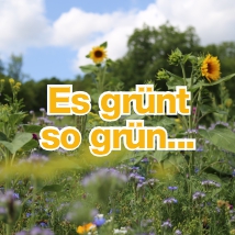 Es grünt so grün...