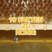10 Fakten zu Honig