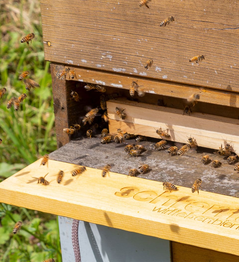 Bienenprojekt 